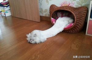These Cat Memes, They Were Models in a Past Life
