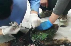 Stray Dog Falls into Tar Pit, Rescued and Reborn After Three Days of Cleaning!