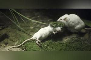Summer Rats Eat Snakes, Winter Snakes Eat Rats – Are All Rats Not Afraid of Snakes?