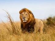 Research Shows African Lion Prides May Decline by 50% Within 40 Years