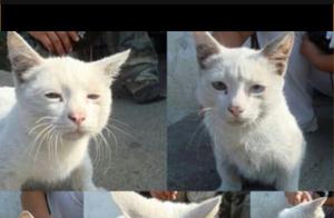 Poem for You: "Cat Quests"
