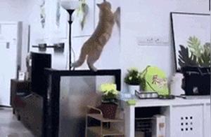 Do You Know Why Cats Have Nine Lives? Because It Needs More to Die