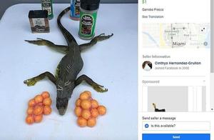 American citizens are selling frozen wild meat cheaply online, experts surprisingly claim: Cooked, they are very delicious