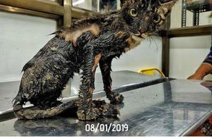 Subjected to Hot Asphalt, Full-Body Infection... The Before-and-After Rescue Pictures of Cats Move People to Tears