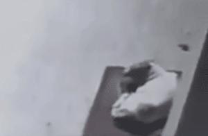 A Stray Dog Shivering on the Street – A Passerby's Heartwarming Action