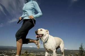 Should Dogs Exercise? But You Might Not Know That These 5 Ways Are 'Harmful' to Dogs!
