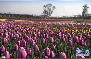 Fragrant Flowers in the Deep Qinling Mountains