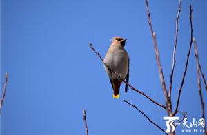 Habahe County: Sunny Spring, Birds Foraging Happily