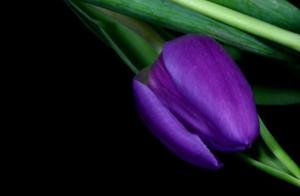 Psychology: Which Flower Fells You the Most? Test Your Love Life for Smooth Sailing