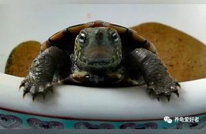 Spring Turtle Feeding is Crucial: A 4-Step Guide to Minimize Illness