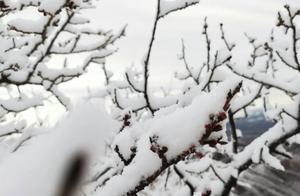 Great Wall Flying Flowers, Jade Crossing with Emeralds! A Massive Snowfall in Beijing's Spring is Absolutely Stunning!