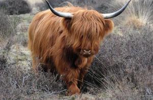 Cute Calf with Fluffy Bangs Looks Like a Little 'P' Calf; Netizens Say: 'A Cow from a Fairy Tale'