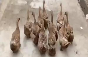 Netizens Start 'Cloud Duck Raising,' No One Can Be Left Behind! 11 Ducks Company Each Other to the River, Coming and Going Reliably