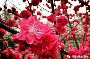 Springtime Snowbank in Changzhou: Delicate Peach Blossom Fragrance in Yaipu Peach Garden