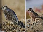 Eagles of the Yellow River Delta