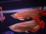 Fish Eye White Blurring Issues May Not Be Due to Water Quality; Treatment Is Not Difficult