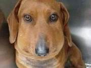 The Dog Went Out to Play and Returned with a Deformed Face