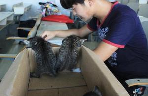 Brave Stray Cats Give Birth in Classroom, Teachers and Students Reluctantly Take on Postnatal Care