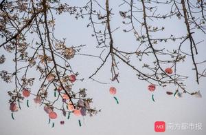 Cherry Trees in Wuhan: Laden with Wishes and Blessings