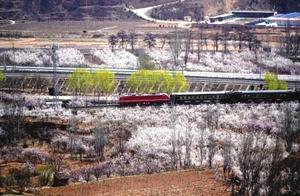 Scenic Beauty of Apricot Blossoms in XinYang Town, Taiyuan