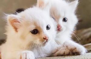 Must-Read for ‘’ (Cat Owners): Should You Adopt a Male Cat or a Female Cat?