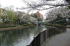 March: Cherry Blossoms in Full Bloom, Spring Vigorously Flourishing