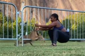 A woman rescued a moose from a fence, only to find it stuck again after her morning run.