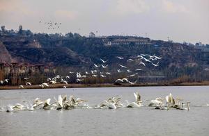 China Provides Escort for White Swans Returning to Siberia