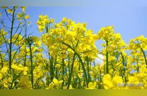 Rapeseed Flowers (Poem)