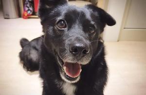 Libra Dog: Difficult Choice Between Two Options – Chew Bone or Walk?