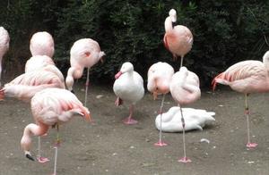 Duck Accidentally Enters Flamingo Group, Forced to Raise a Little Foot: I Must Be Different