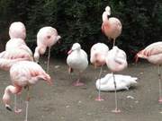 Too Cute! A Duck Enters a Flamingo Group, Imitating Them by Raising a Small Foot