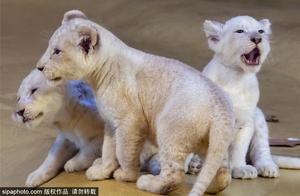 Rare White Lion Cub Makes Debut at German Zoo - Adorable and Stunning