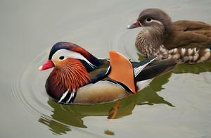 Matched Pairs of Swans