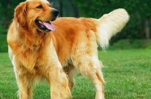 Anyone Considering Raising a Golden Retriever Should Think Carefully, Only Those Who Have Experienced It Understand
