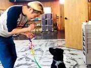 Going to the Hair Salon Can 'Cuddle' (Play) with the Dog, This Shop is Trying to Make Customers Go Crazy with Cuteness?