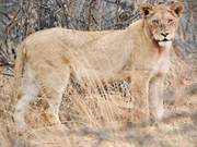 Where Are the Amazing Animals? Kruger National Park, South Africa, Presents a Thrilling Animal Legend