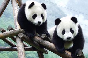 Ten Endangered Animals of China