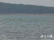Yuyang Cuishan Lake: Swans Return with Spring Blossoms