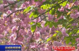 Flowers Bloom in Hexi (West River), Enjoy Yanjin and Haitin Sea of Cherry Blossoms!