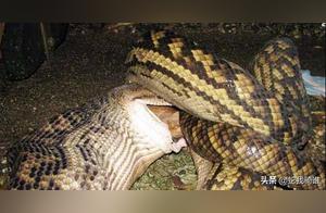 Can You Escape a Snake's Belly After Being Swallowed? An Expedition Guide Teaches You How to Survive