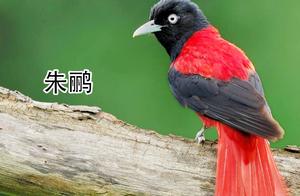 There are currently 9 species of oriole (family Oriolidae) in China, providing opportunities for appreciation and identification.