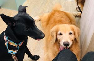 Gluttonous Golden Retriever Suddenly Brakes While Walking, Turns to Lay Down at Cake Shop Counter and Beg for a Treat: ‘One for me!’