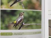 White-browed Bush Robin of the Yellow River Delta