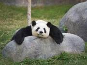 China's Endangered Wild Animals See Steady Population Rise