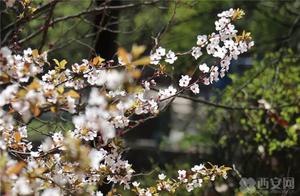 Always Coming to Chang'an ▏Changning Palace Scenic Area Opens Free of Charge Starting March!