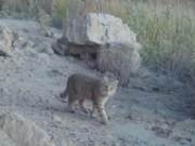 Large Lake and Desert Cat Spotted in Dunhuang West Lake Nature Reserve
