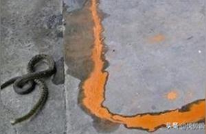 Why are Snakes so Afraid of Yellow Arsenic? What Reaction Do Snakes Have When They See Yellow Arsenic?