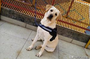 Labrador Tied to the Roof Successfully Foiled 'Bad Guys'