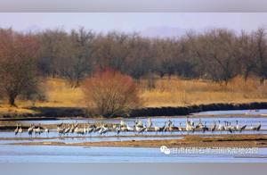 Good Ecology, Home to Many Birds! Large Numbers of Migratory Birds Arrive in Wuyi Shiyan River Wetland